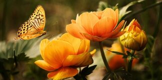 Jaki owad ma 6 skrzydeł?