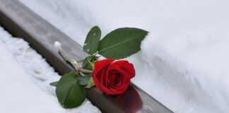 Jak pies okazuje że coś go boli?
