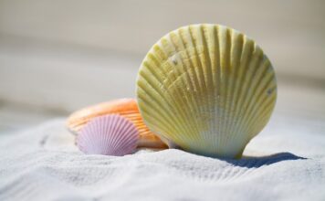 Gdzie żyją mięczaki?