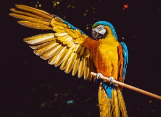 Czy papugi mogą być zimą na dworze? Czy papugi mogą być zimą na dworze?