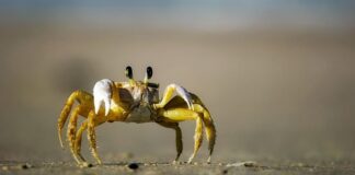 Czy krab to skorupiak?