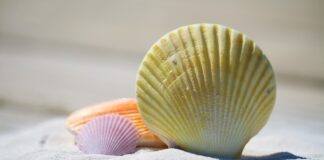Co jest cechą charakterystyczną mięczaków?