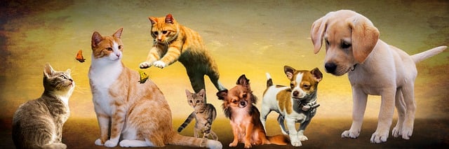 Czy psy mogą jeść tylko suchą karmę? Czy psy mogą jeść tylko suchą karmę?