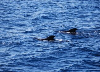 Czy morsowanie ma sens? Czy morsowanie ma sens?