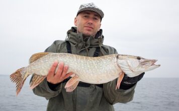 Gdzie szukać sandacza?