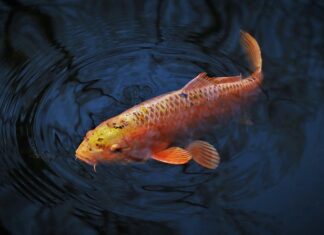 Co odstrasza karpia? Co odstrasza karpia?