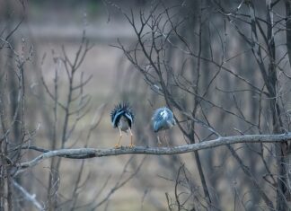 Jak duże przynęty na okonie? Jak duże przynęty na okonie?