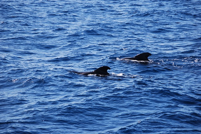 Czy można zanurzać głowę podczas morsowania? Czy można zanurzać głowę podczas morsowania?