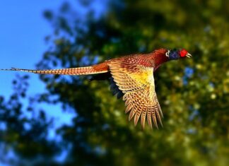 Jak zrobić szyjki rakowe? Jak zrobić szyjki rakowe?